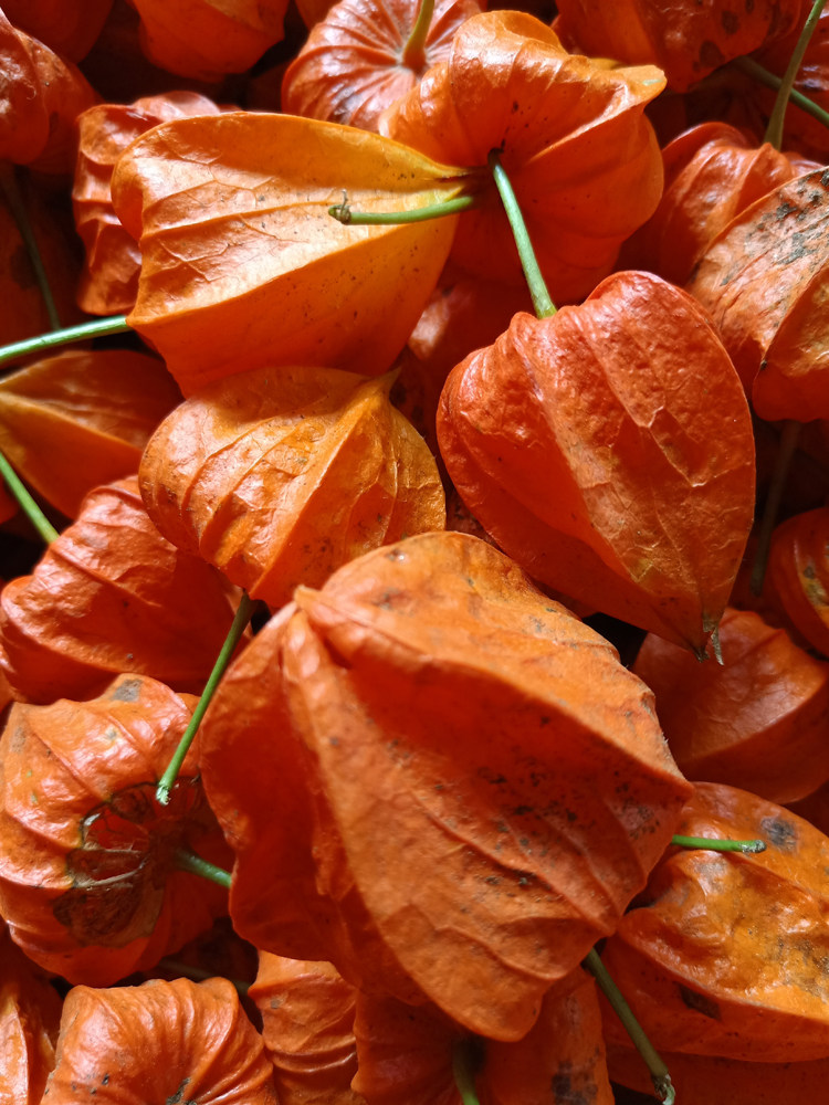 红姑娘果 东北黑龙江特产野生菇娘果苦姑娘儿锦灯笼500克现摘