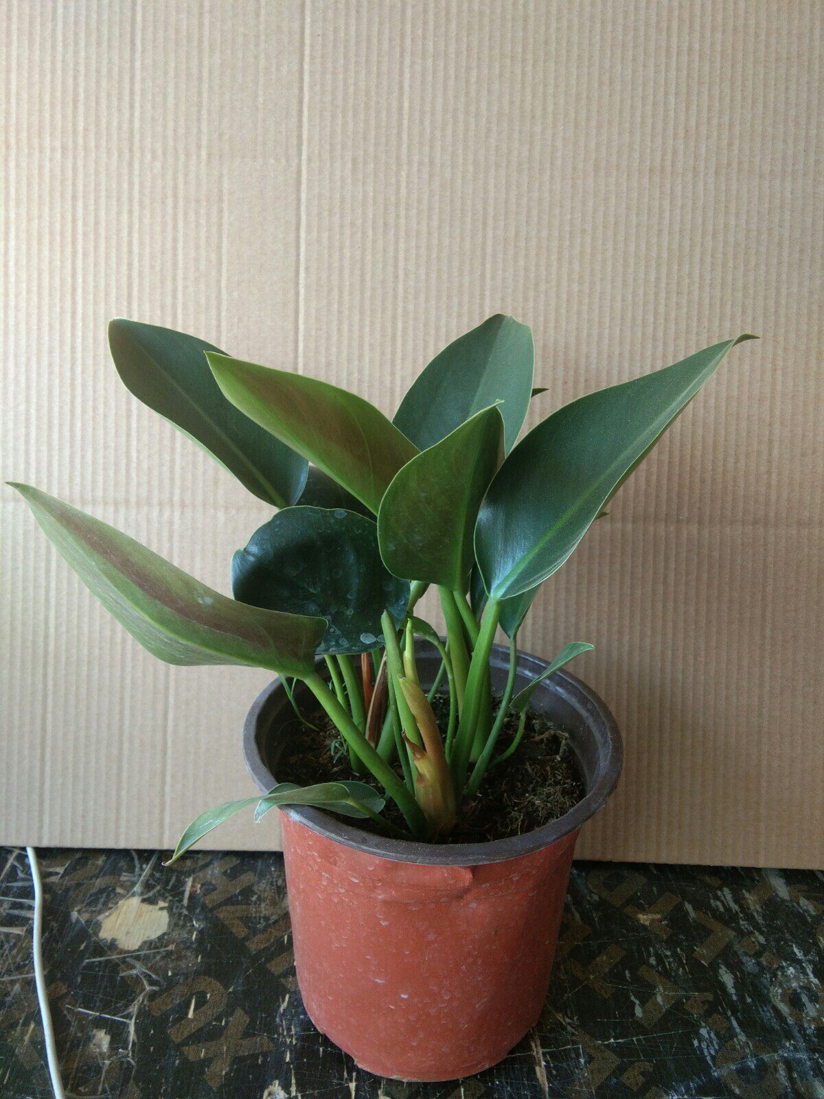 大叶植物花卉室内青绿常青绿金钻四季空气进化绿植