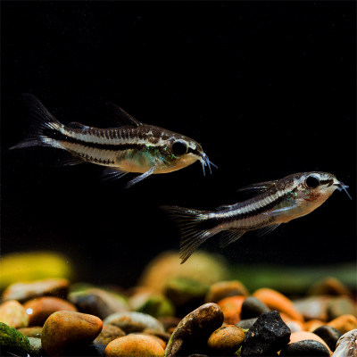 鼠鱼精灵鼠月光迷你工具鱼群游鱼鱼草缸鼠鱼底鱼