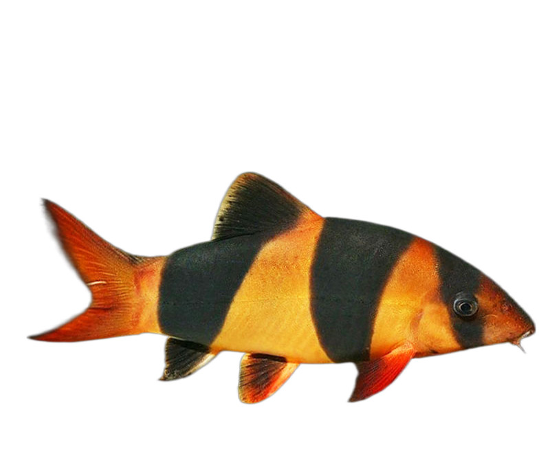 三间鼠鱼清洁鱼底栖鱼草缸鱼群游鱼淡水鼠鱼印尼进口鱼可爱三间鼠