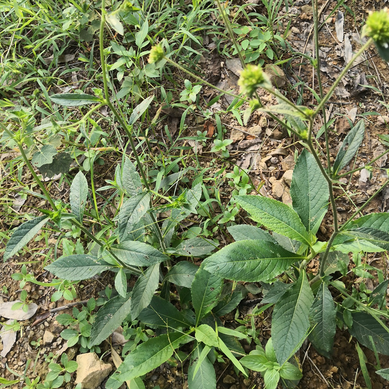 白花地胆草野生地胆头新鲜苦地胆中草药鞋底地枇杷铁灯柱土蒲公英