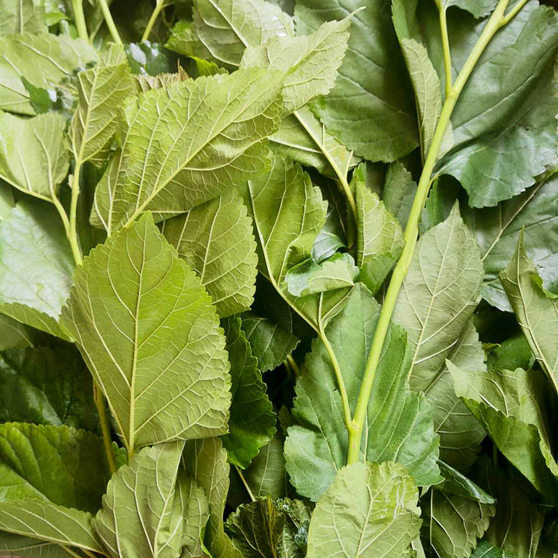桑叶天然新鲜桑树枝叶中草药材现采500g桑葚其他药食同源食品