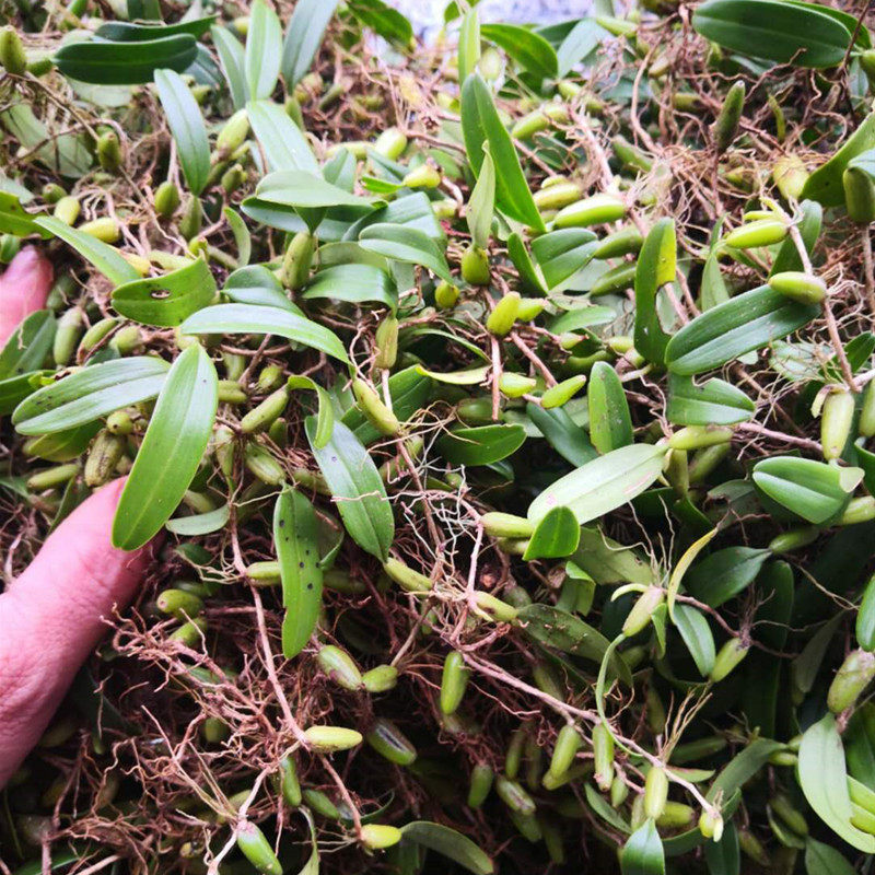 单叶树苗仙桃石仙桃新鲜大号双包种植盆摘石橄榄其他药食同源食品