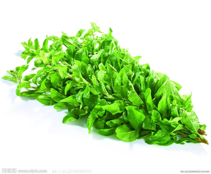 特色蔬菜枸杞菜苗菜枸杞枸杞头大叶菜用枸杞菜种苗