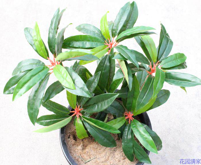 新品仿真植物树叶木荷盆栽盆景单枝交木叶装饰仿真植物盆景