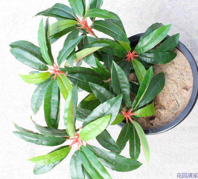 新品仿真植物树叶木荷盆栽盆景单枝交木叶装饰仿真植物盆景