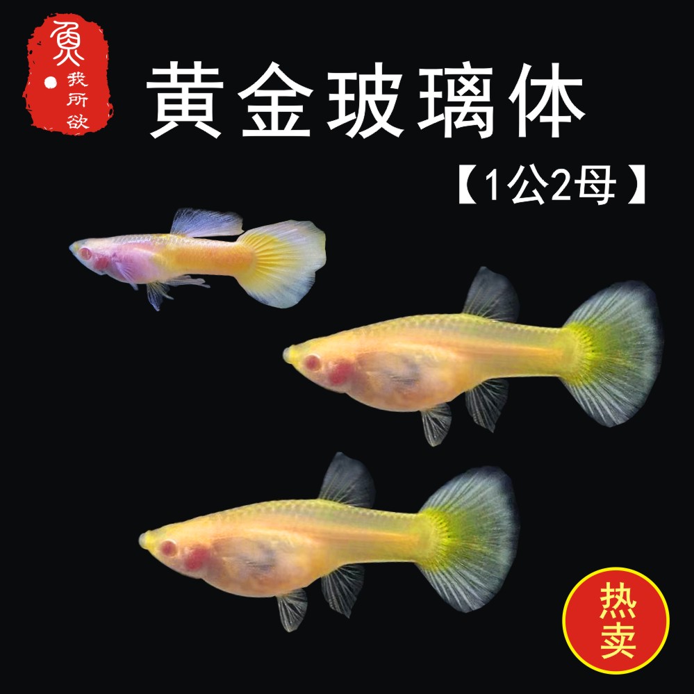 孔雀黄金鱼孕临产玻璃体透明金孔雀纯种下崽狂魔鱼
