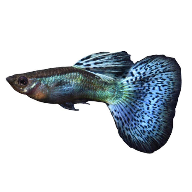 热带孔雀鱼繁殖过程图片