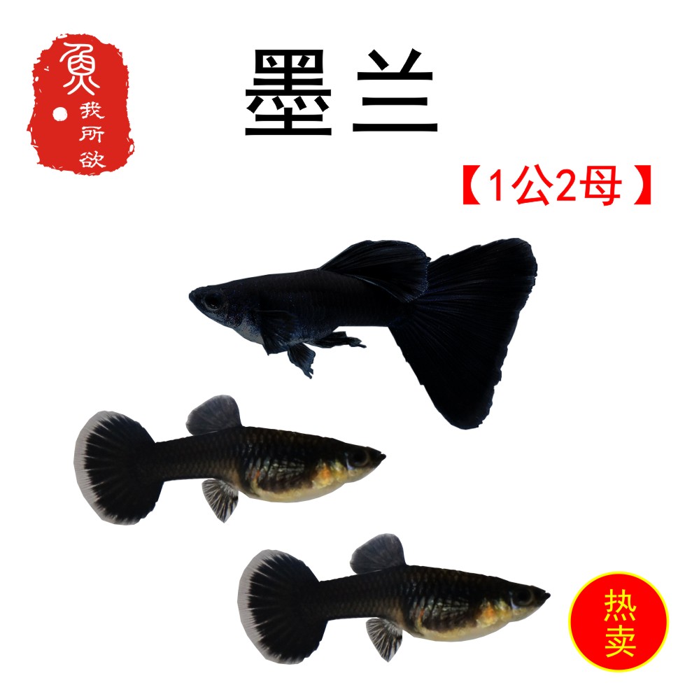 木炭炭黑孔雀纯种墨兰活体孕母临产胎生热带鱼鱼