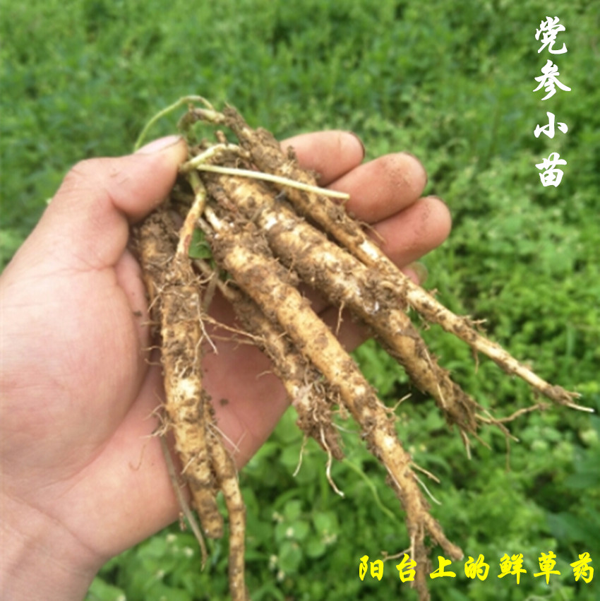 党参阳台盆栽野生黄参中草药爬藤植物四季易活绿植