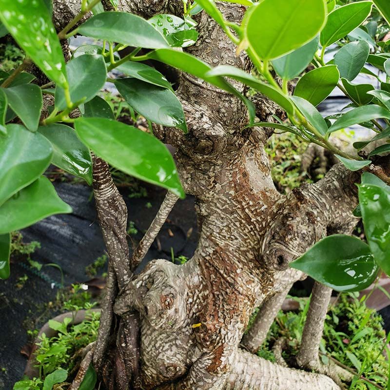 榕树绿乐乐居盆景大型老桩造型气根虎皮大盆绿植