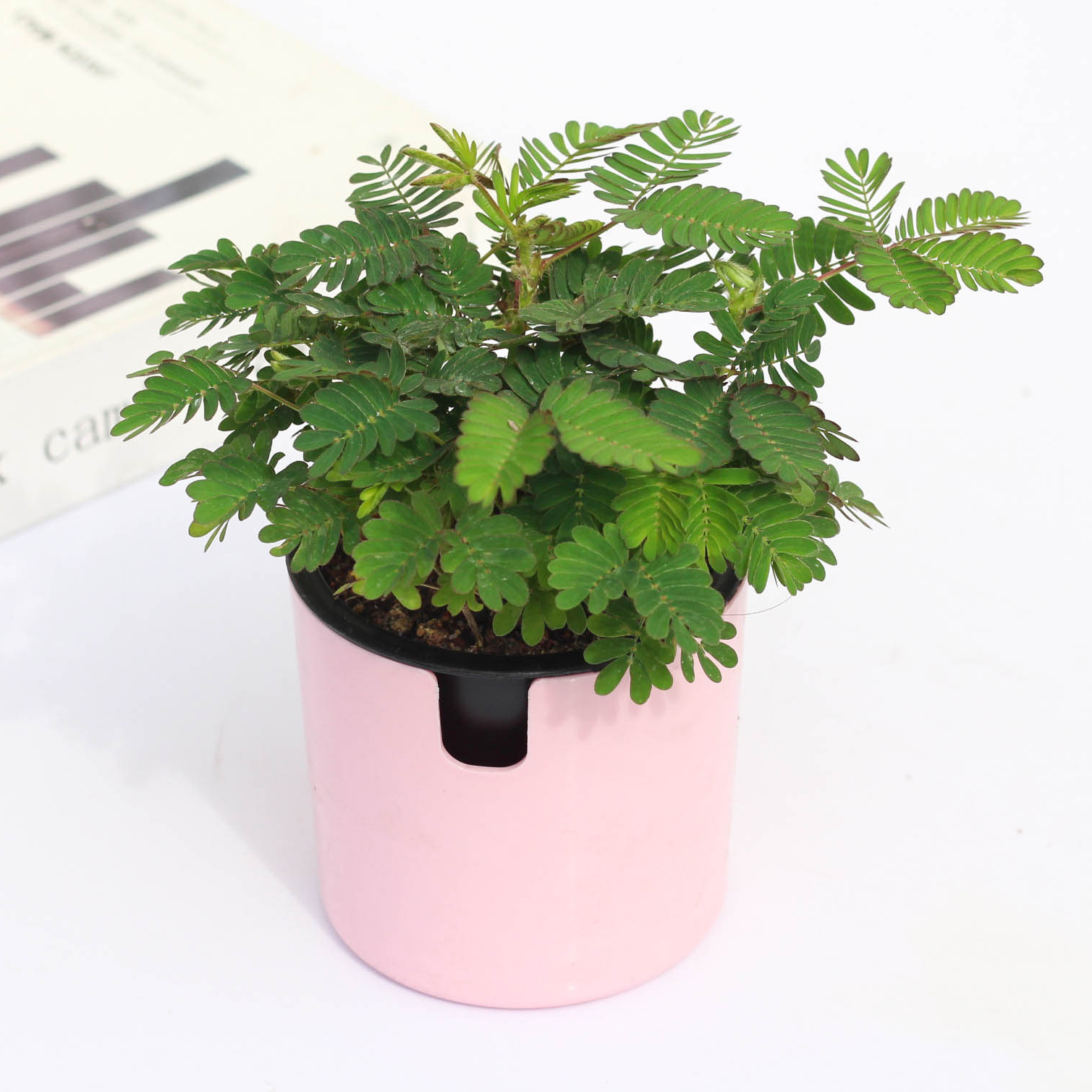 植物含羞草小盆盆栽室内阳台四季常青易种花卉绿植