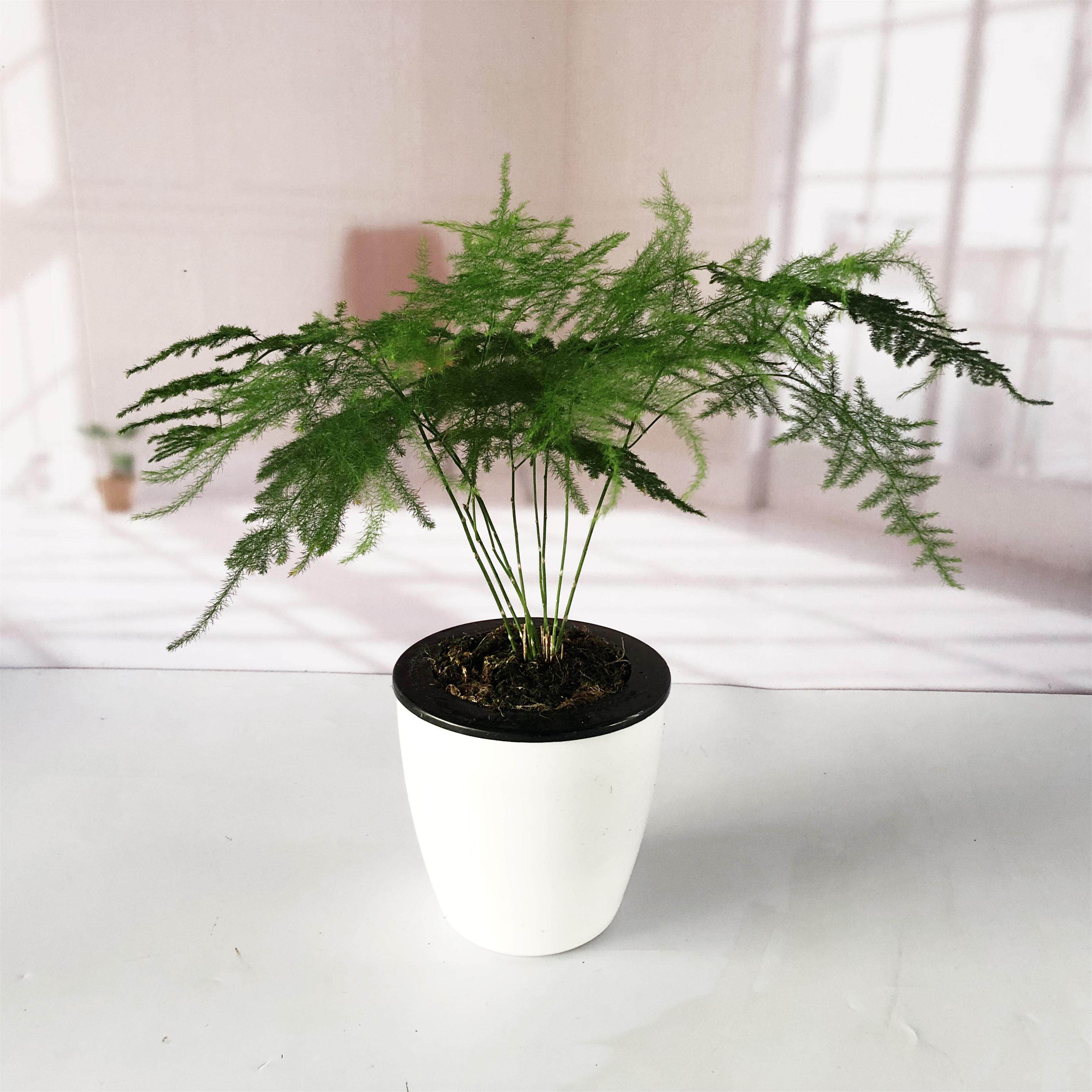 文竹盆景植物室内花卉办公室书房桌面创意小盆栽微景观防辐射绿植