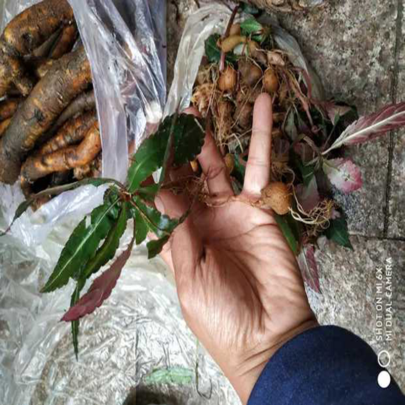 搜山虎山洋芋万年耙万年趴万年巴贵州野生新鲜中药材半斤包邮