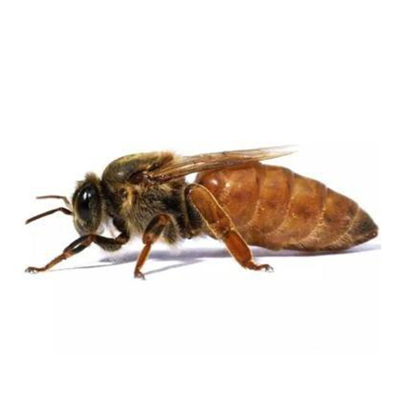 蜂王蜂群蜜蜂王蜜蜂产卵高产王强活体王高产生产授粉蜂