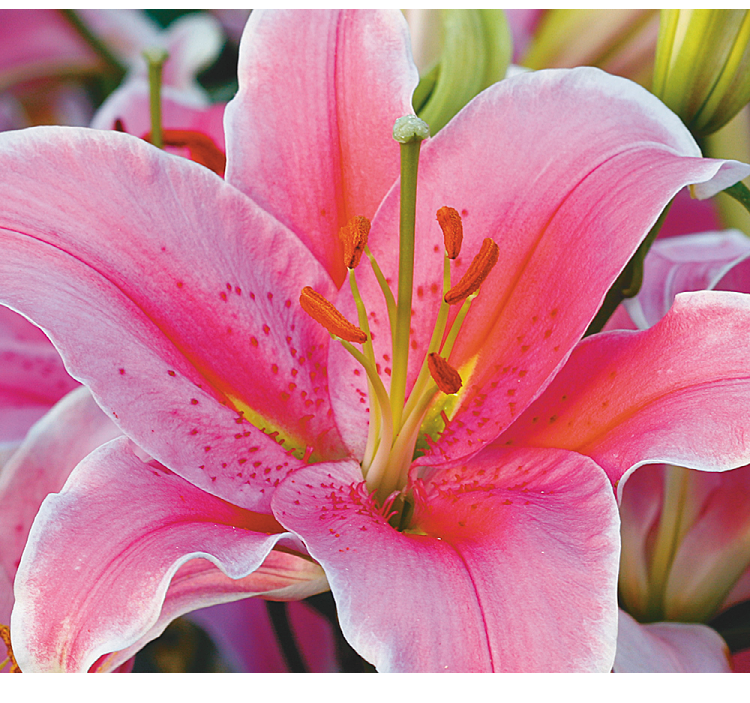 鲜花店经典香水百合花种索邦多年生园艺精品花包活包开花种球