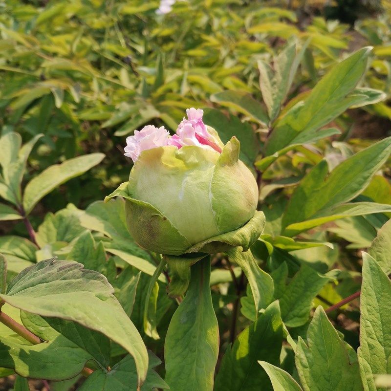 【花兢】洛阳观赏牡丹花苗正宗精品大粉色对版庭院地