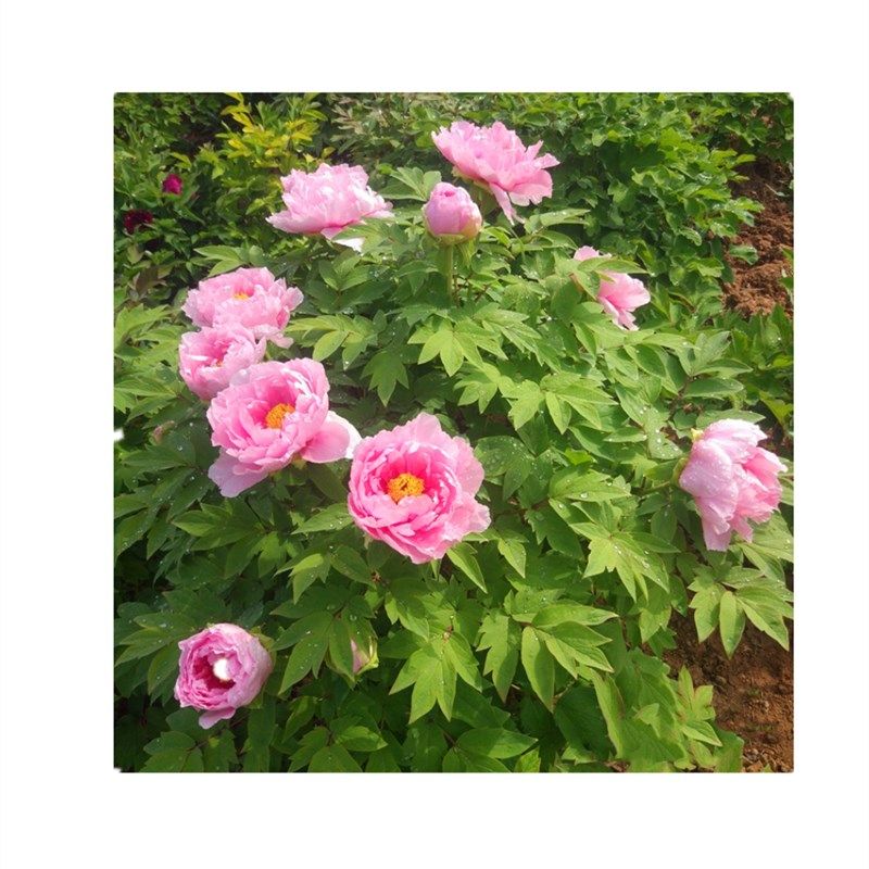 【花兢】洛阳观赏牡丹花苗正宗精品大粉色对版庭院地