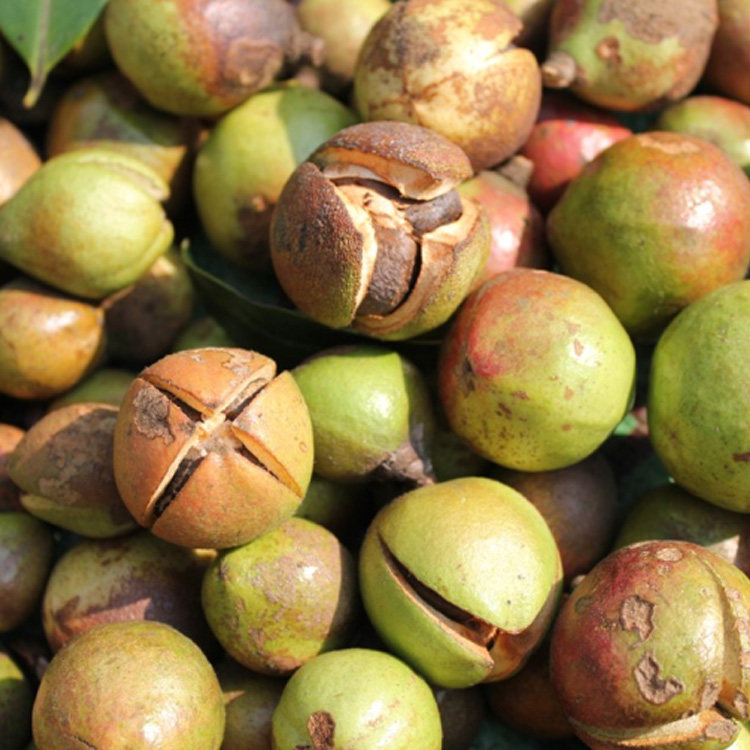 茶油湖南农家自榨小果野生山孕妇妇婴儿茶籽油其它干货