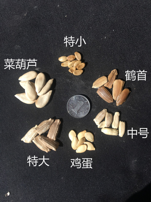 天然特大葫芦籽巨型大葫芦手捻文玩种子室内四季观赏藤蔓植物种子