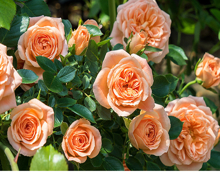 欧月藤本月季甜梦杏黄橙色爬藤庭院院地栽丰多头时令草本花卉