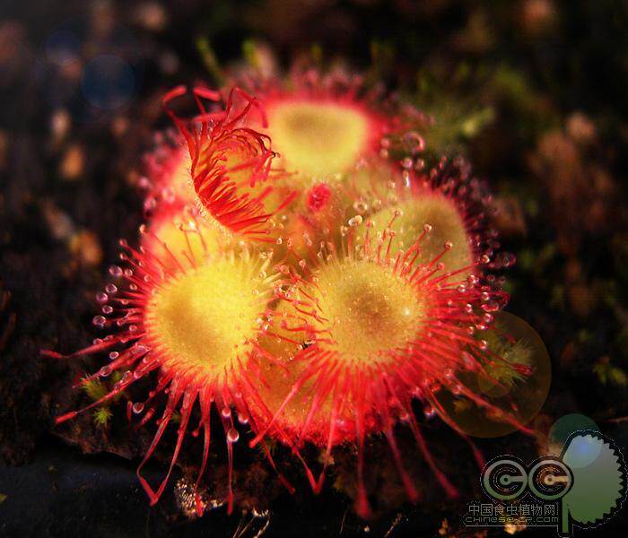 食虫虫草锦地罗茅膏食人绿植盆栽奇花异草稀有植物绿植