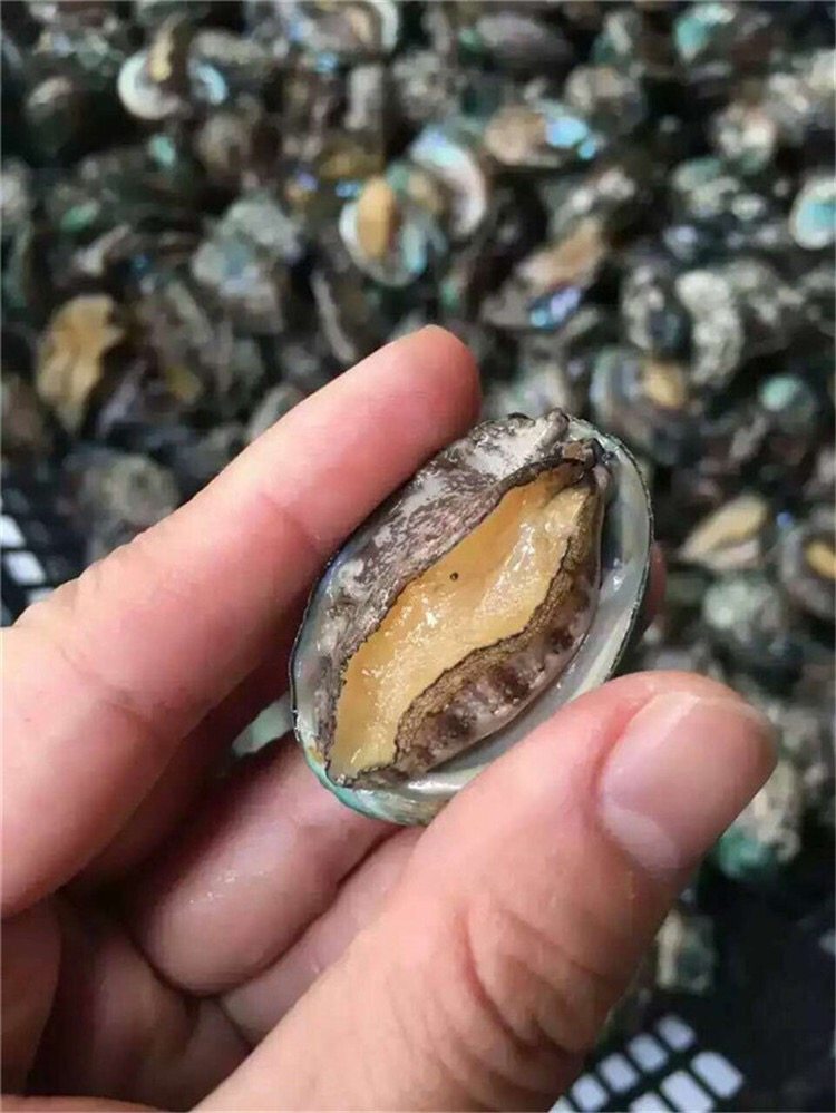 鲍鱼250g凉拌吮指鱼苗仔鲜辣爽爽口本品品为鲍鱼