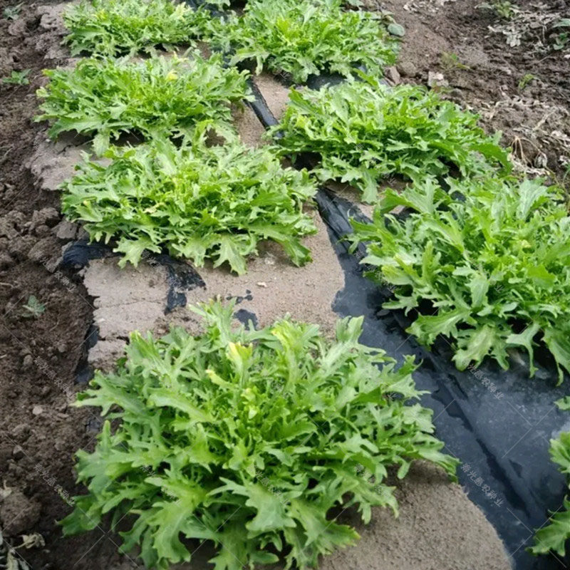 苦菊菜种种籽夏秋季播种蔬菜种子大全农家种孑家庭园艺种子