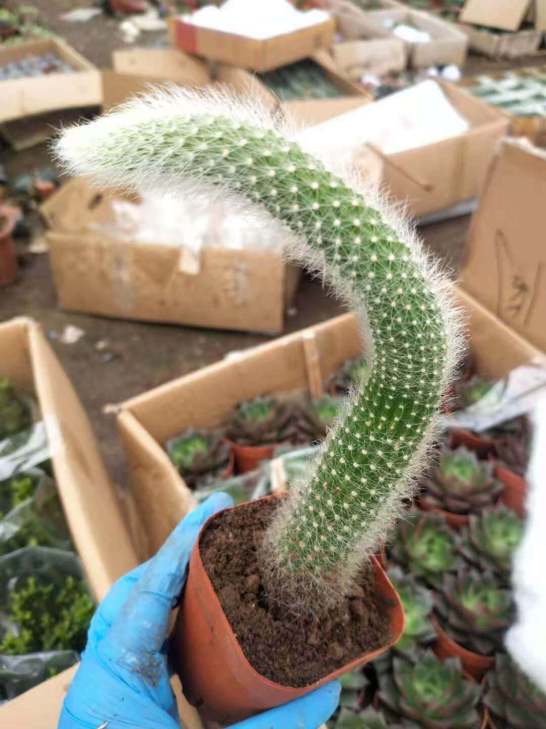 仙人球掌九尾狐柱软毛无刺多肉绿植物小花卉盆栽办公室内防辐射美