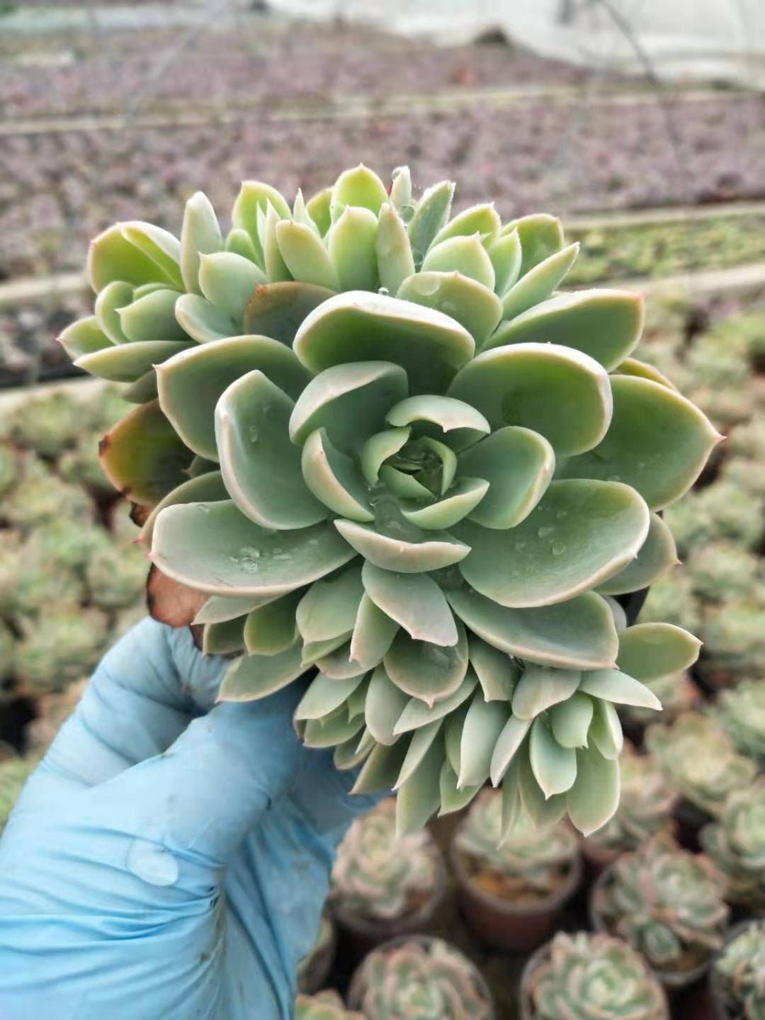 特价丝绸面纱多肉植物8cm发货花卉盆栽绿植多肉植物