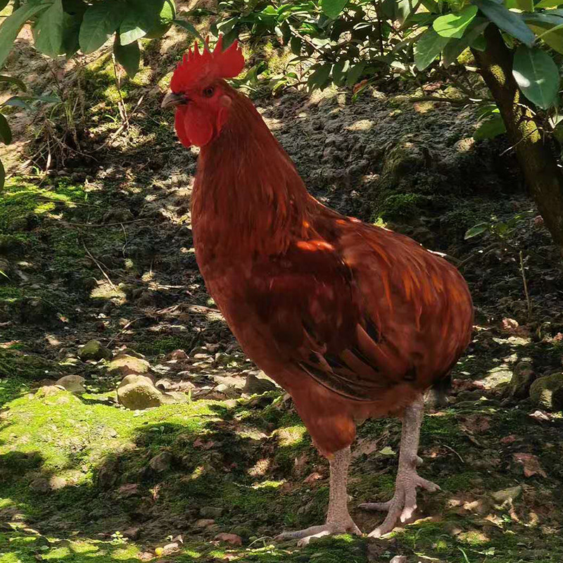 云南土鸡镇沅瓢正宗高原农家散养现杀新鲜真空生鸡肉