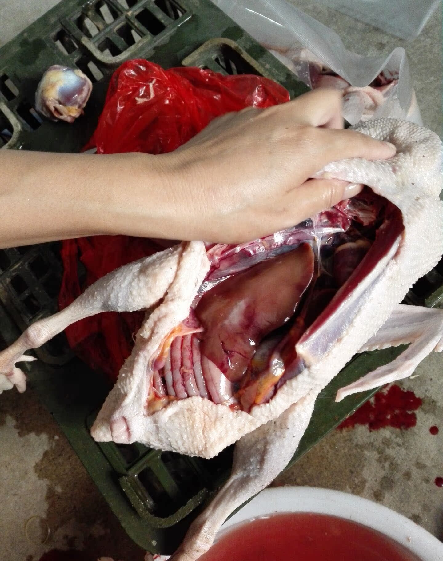 水库放养土鸭农家散养土鸭子麻鸭活鸭子老鸭子新鲜现杀发货