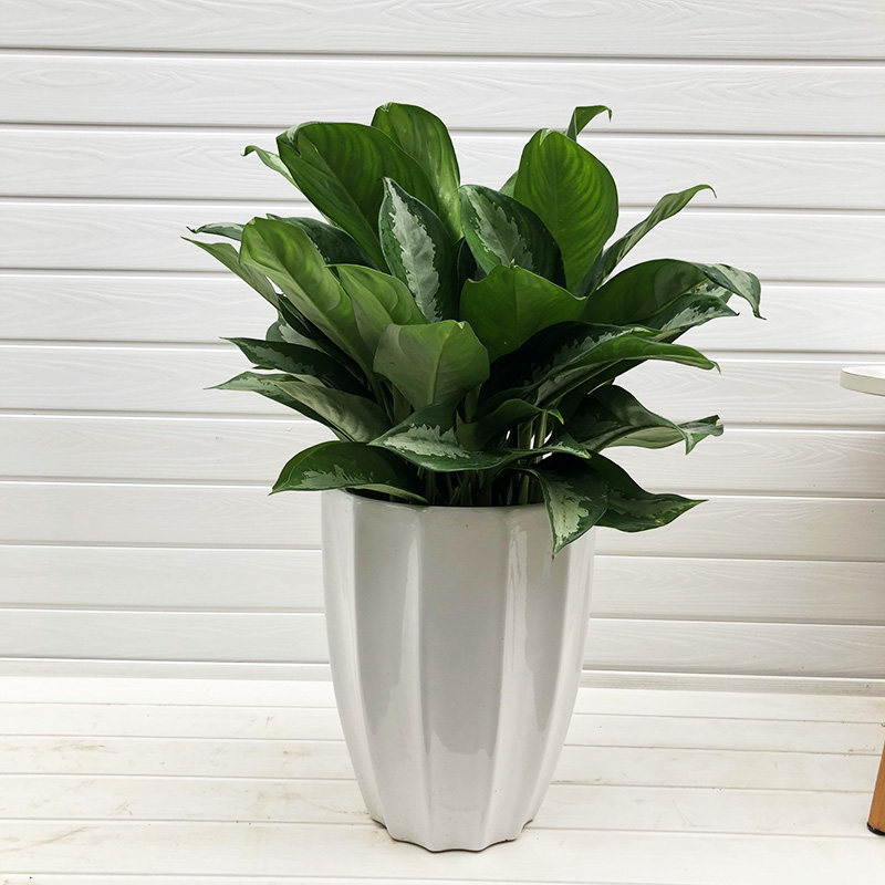 雅丽皇后盆栽养活净化空气绿植办公办公桌桌面植物绿植