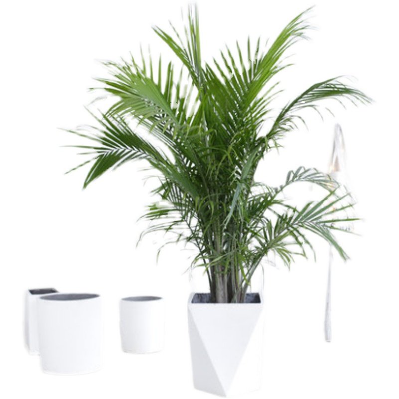 国王椰子喜阳绿植阳台室外盆栽绿植