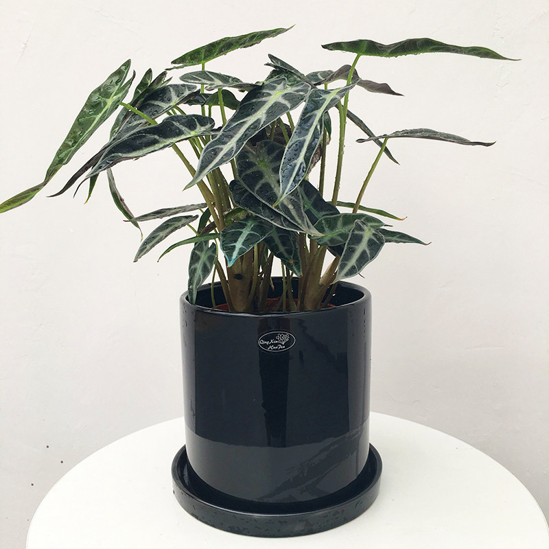 小仙女小型净化空气甲醛花卉盆栽桌面龟背观音叶观音时令草本花卉