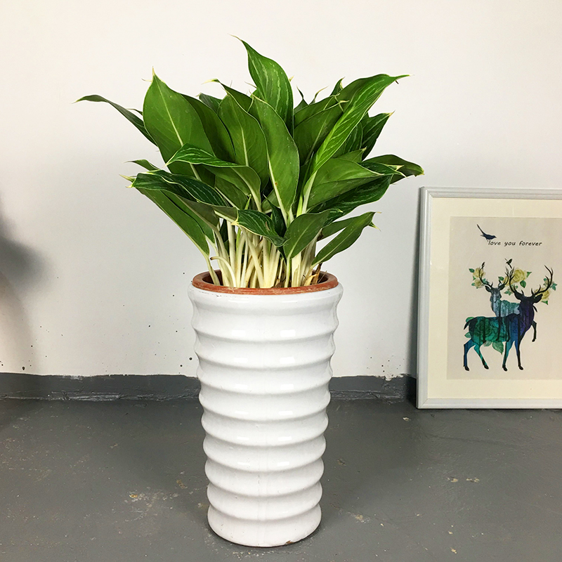 白雪公主盆栽室内观叶植物植物四季常青净化空气甲醛防辐射大型绿植