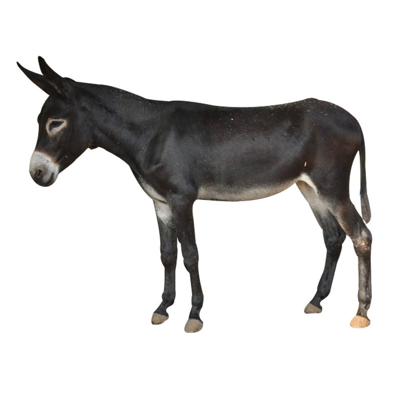 活驴出售德州驴活屠宰肉驴活体小毛驴云南三粉畜牧