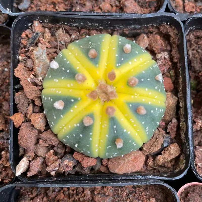 西瓜球星兜锦仙人球吸甲醛盆栽办公室防辐射星兜多肉植物