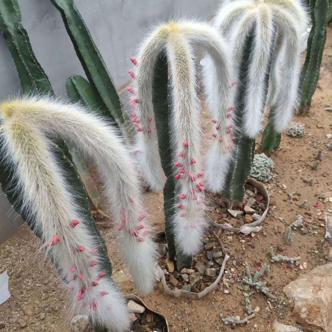 植物软毛九尾狐多肉猴尾尾巴垂吊仙人掌懒人人多多肉植物