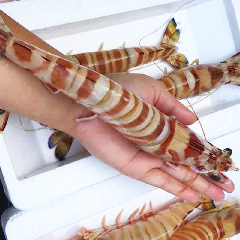 天然野生斑节虾刺身明虾黑虎虾鬼虾草虾花虾冻虾