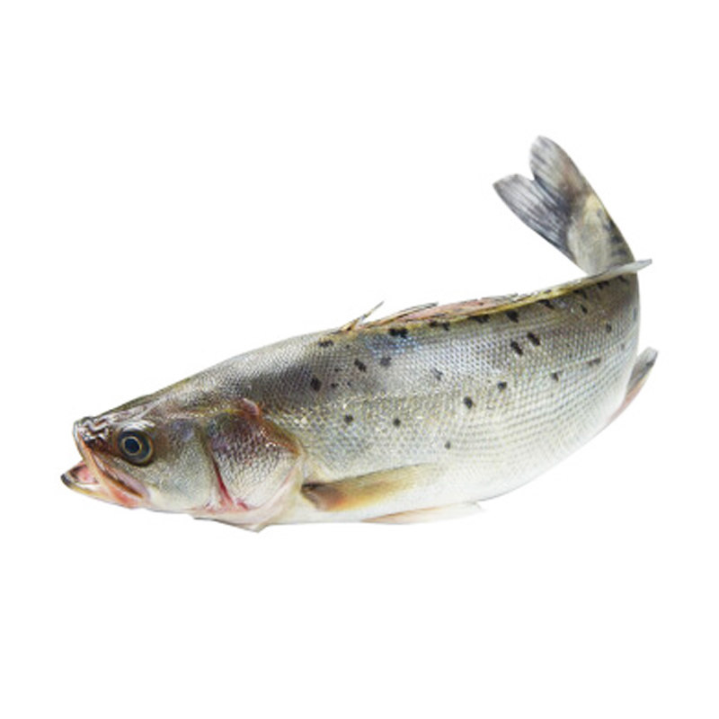 野生东山岛一条500g1000g特产海鲜海钓鲜活新鲜活鲈鱼其它