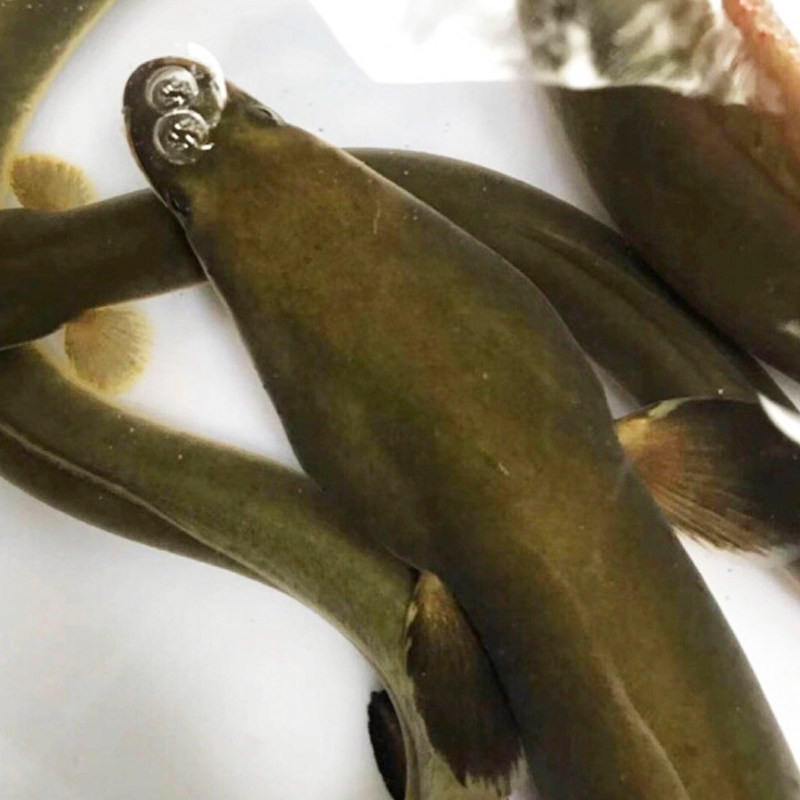 全国包邮活野生鲜活海鳗鱼海鲜水产卢曼花雪15斤鳗鱼