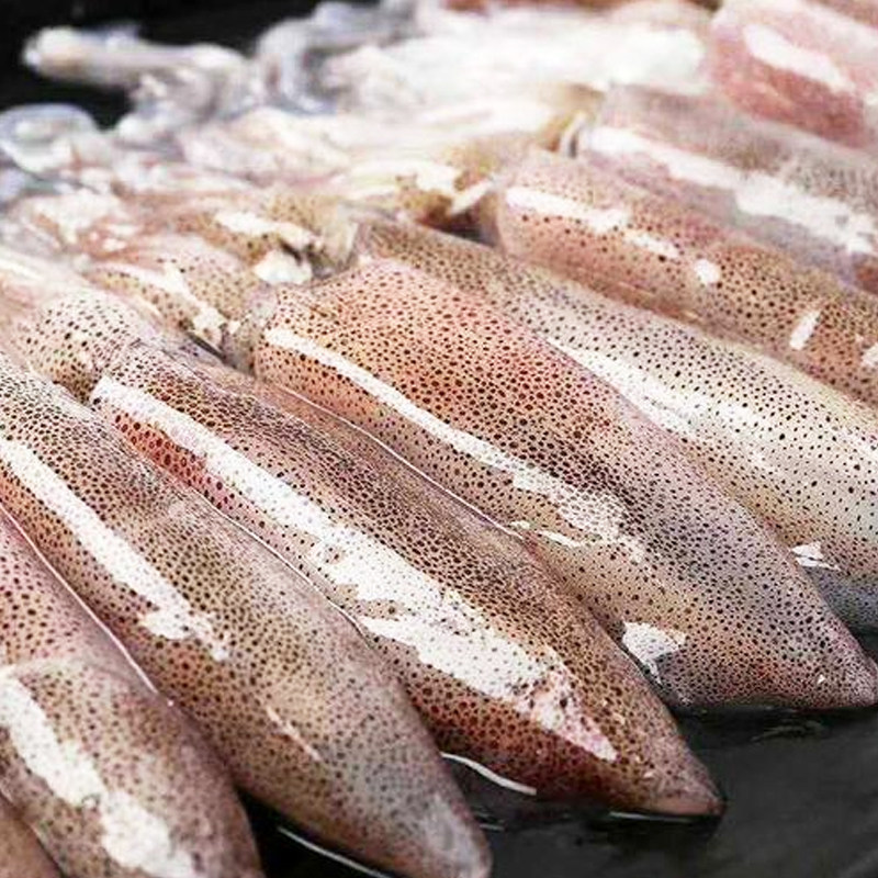 鲜活一口墨汁水产海鲜野生新鲜活鱿鱼小管东山岛冷冻鱿鱼