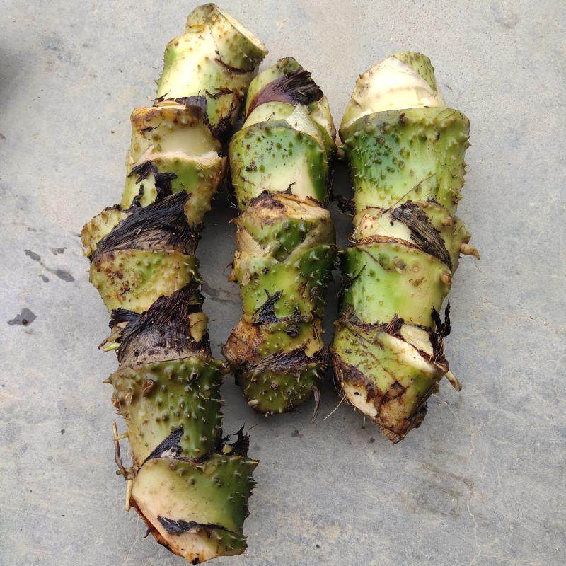 新鲜勒慈姑竻慈姑天河芋水刺芋水竻钩竻芋竻其它