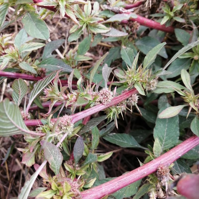 菜根野苋红梗刺苋刺苋根刺苋头刺笕苋菜头刺簕头根其他药食同源食品