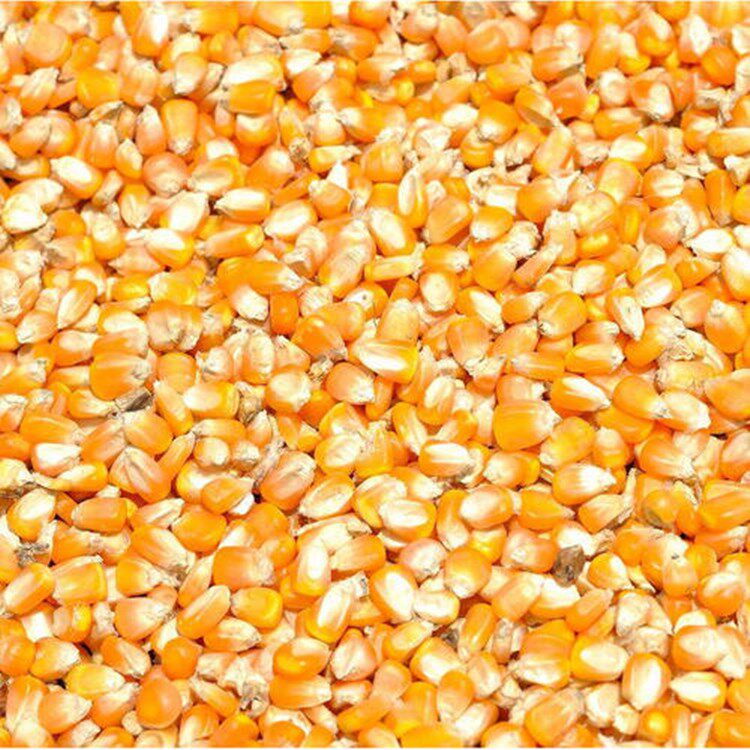 玉米粒喂鸡鸭鹅一百鱼饵饲料50斤100斤苞米鸽子饲料原料