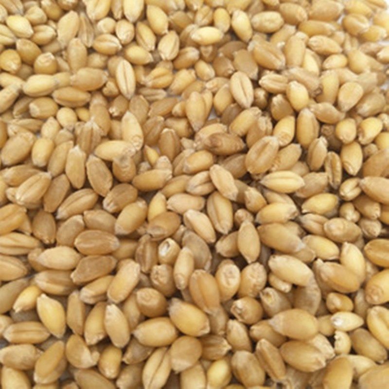 小麦6斤麦粒种籽麦子种子磨面药引食用麦芽糖饲料原料