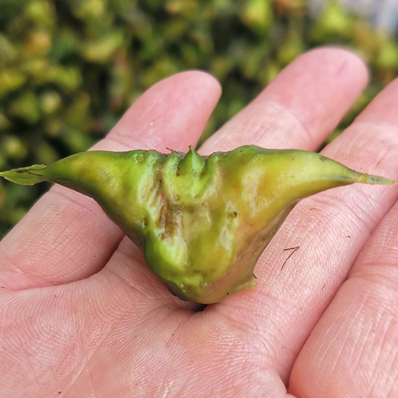 菱角顺丰空运洪湖野生四角两角湖北特产新鲜菱角