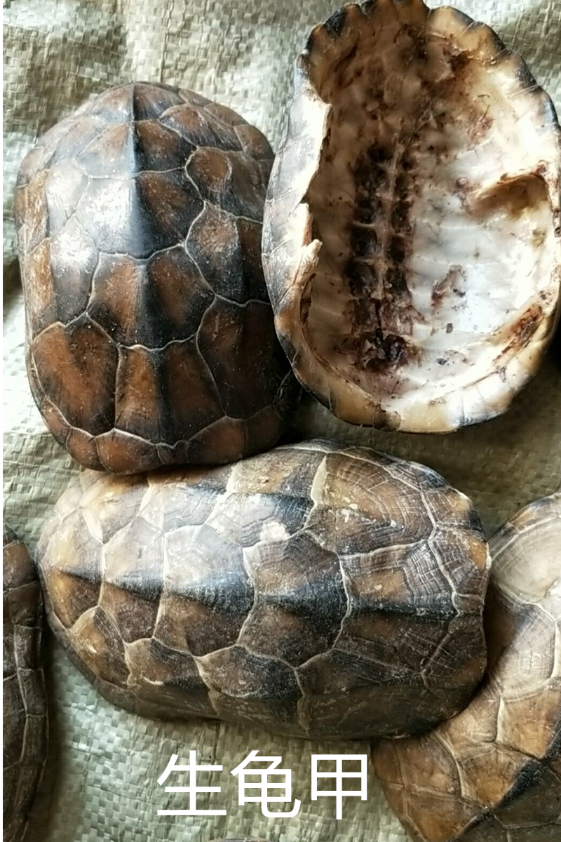 龟甲中药材龟壳 龟上甲500克85元包邮 需要打龟甲粉留言 龟板上壳