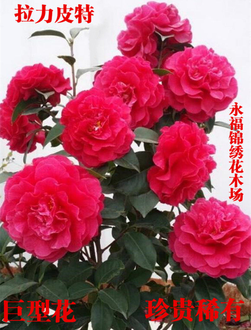 拉力皮特天高楚霸王福建龙岩名贵稀有茶花绿植时令草本花卉
